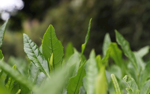 茶葉大國(guó)應(yīng)用，土壤養(yǎng)分檢測(cè)儀可以對(duì)茶葉合理施肥有何等指導(dǎo)作用？