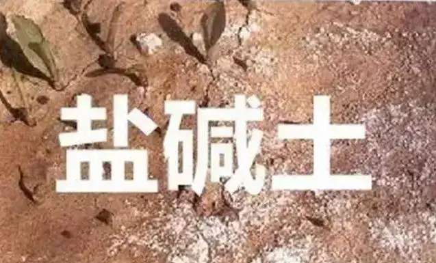 作物為什么生長不健康，用土壤EC計測測便知