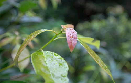 如何利用土壤墑情測(cè)量儀指導(dǎo)香樟樹培育？