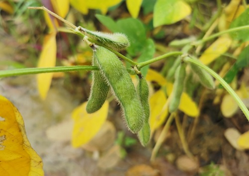 大豆種植不景氣？土壤養(yǎng)分測(cè)試儀找到了新出路