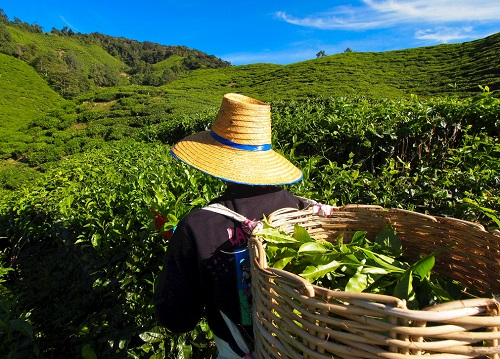 茶園里面的土壤應(yīng)該如何檢測(cè)？利用土壤儀器對(duì)茶園土壤的有效管理