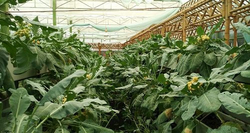 大棚土壤鹽漬化會(huì)對(duì)蔬菜種植（根、葉、果）帶來(lái)哪些危害？